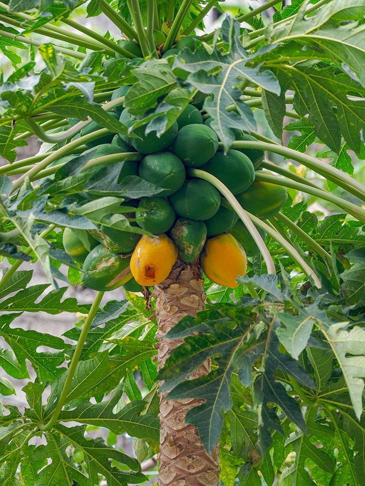 Papaya in valley Ribeira da Torre on the island Santo Antao-Cape Verde art print by Martin Zwick for $57.95 CAD